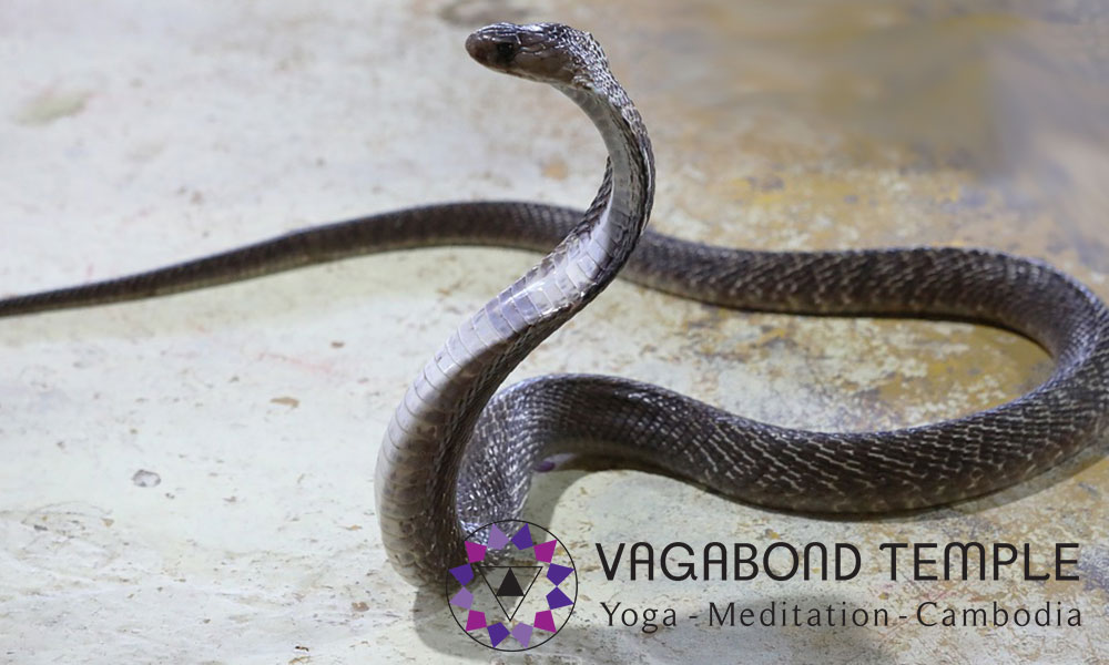 Yoga Asana: Cobra Pose